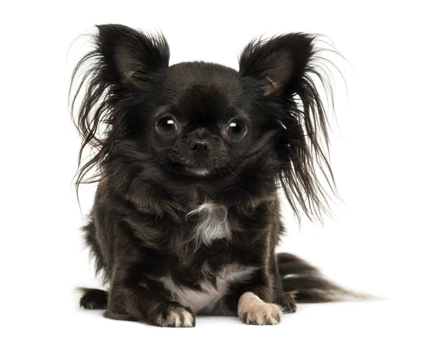 Chihuahua lying, looking at the camera, isolated on white — Stock Photo, Image