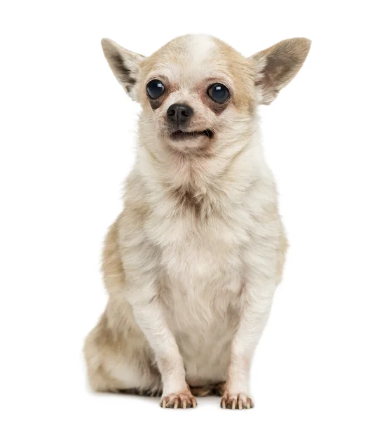 Gammal chihuahua med periorbitalt mörka ringar, sittande, isolerad o — Stockfoto