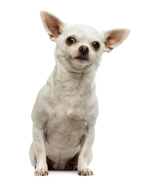 Chihuahua siedzi, ciekawy, patrząc na białym tle — Zdjęcie stockowe