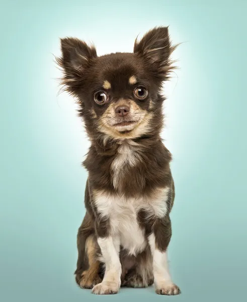 Chihuahua sentado, olhando para a câmera, em um fundo azul — Fotografia de Stock