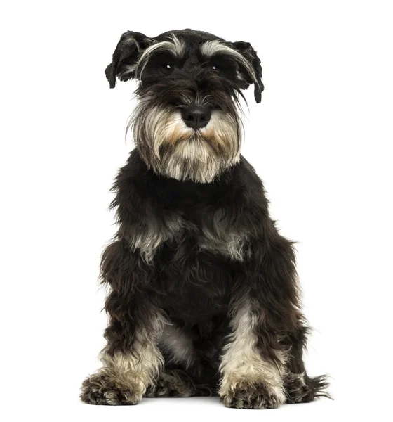 Vista frontal de um Schnauzer Miniatura sentado, olhando para o veio — Fotografia de Stock