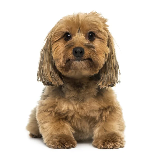 Yalan, kamera, 5 yaşında, isolat arayan köpek crossbreed — Stok fotoğraf