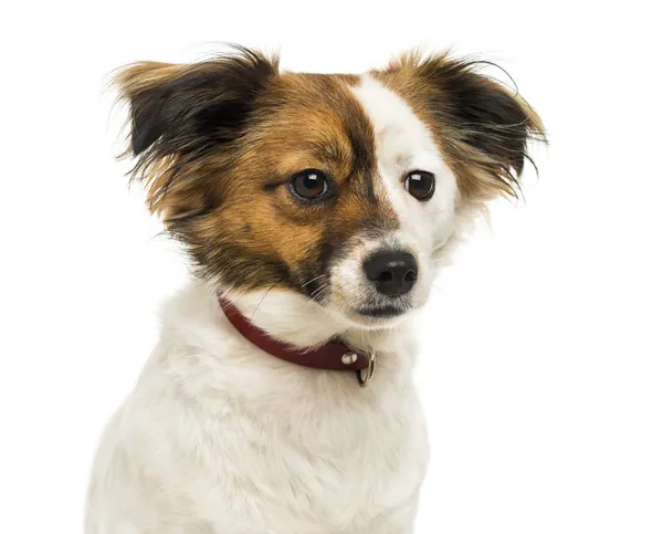 Närbild av en blandras hund slitande en krage, 2 år gammal, isol — Stockfoto