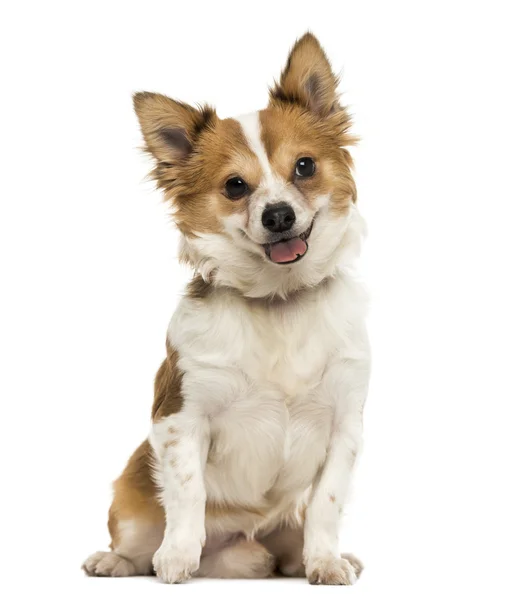Vista frontal de um Chihuahua sentado, ofegante com uma língua cortada , — Fotografia de Stock