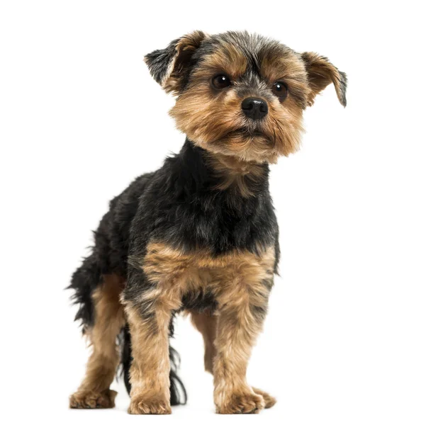 Yorkshire Terrier standing, looking away, 6 years old, isolated — Stock Photo, Image