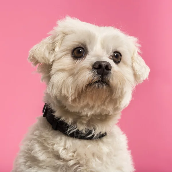 Close-up of a Maltese, 5 years old, isolated on a pink backgroun — Stock Photo, Image