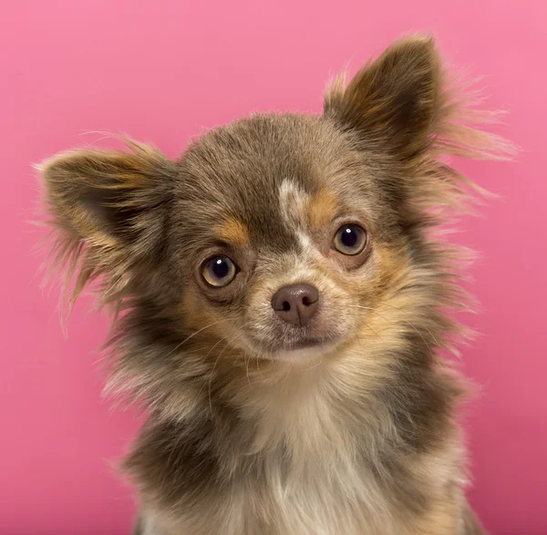 Nahaufnahme eines 6 Monate alten Chihuahua-Welpen, isoliert auf einem rosa — Stockfoto