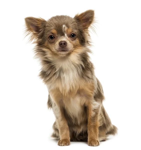 Vista frontale di un cucciolo di Chihuahua che guarda la telecamera, 6 mesi — Foto Stock