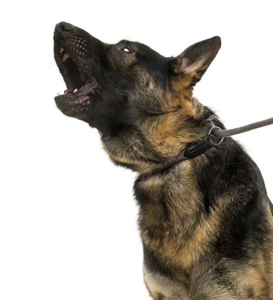 Close-up de um cão pastor belga uivante na coleira, 15 meses o — Fotografia de Stock