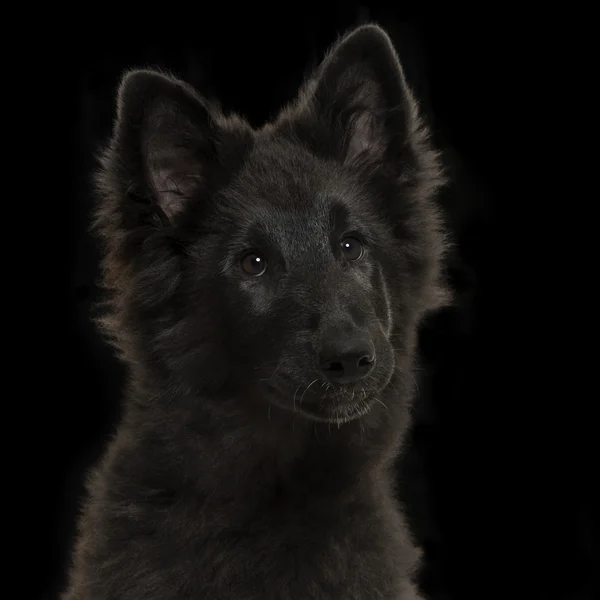 Close-up van een Groenland hond puppy, 4 maanden oud, op een zwarte rug — Stockfoto