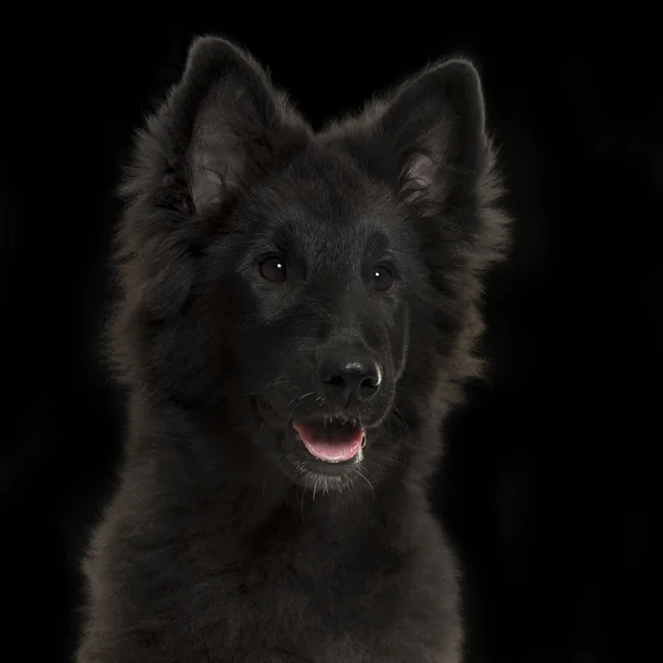 Close-up of a Greenland Dog puppy panting, 4 months old, on a bl — Stock Photo, Image