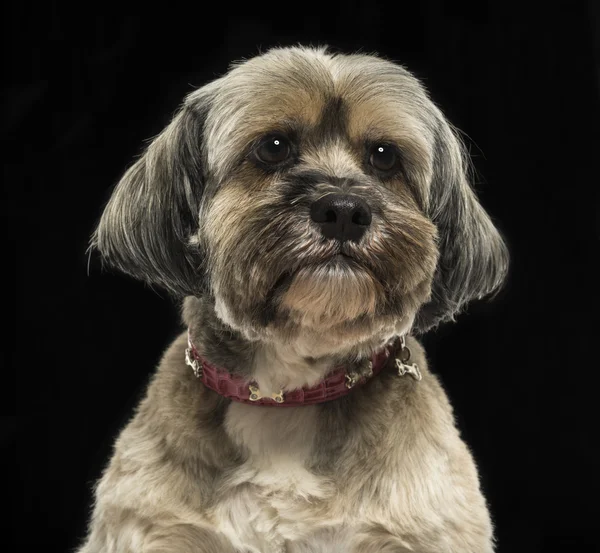 Close-up of a Lhasa apso, on a black background — Stock Photo, Image