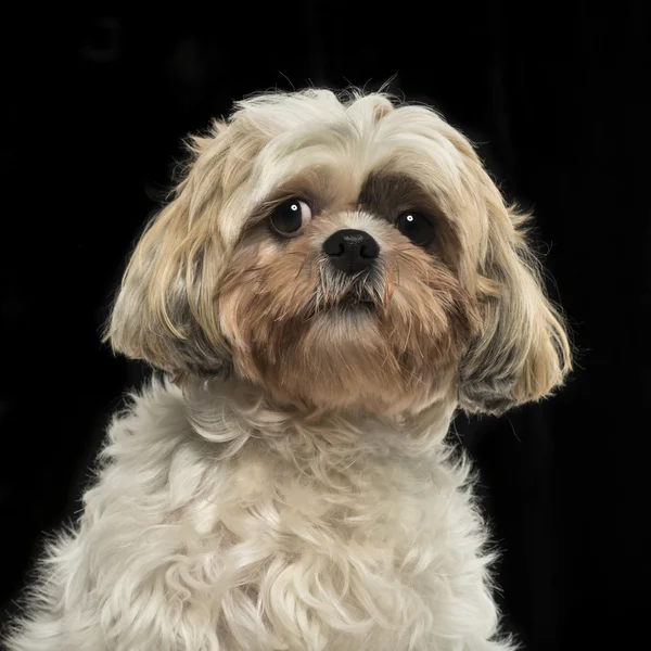 Close-up of a Shih tzu, on a black background — Stock Photo, Image