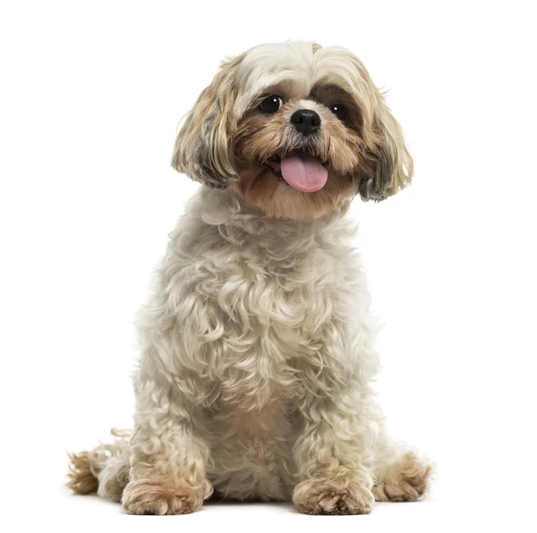Front view of a Shih tzu sitting, panting, looking at the camera — Stock Photo, Image