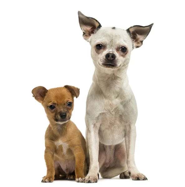 Chihuahua adult and puppy sitting together, 3 months old, isolat — Stock Photo, Image