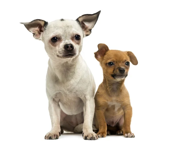 Chihuahua adulto e cucciolo seduti insieme, 3 mesi, isolato — Foto Stock