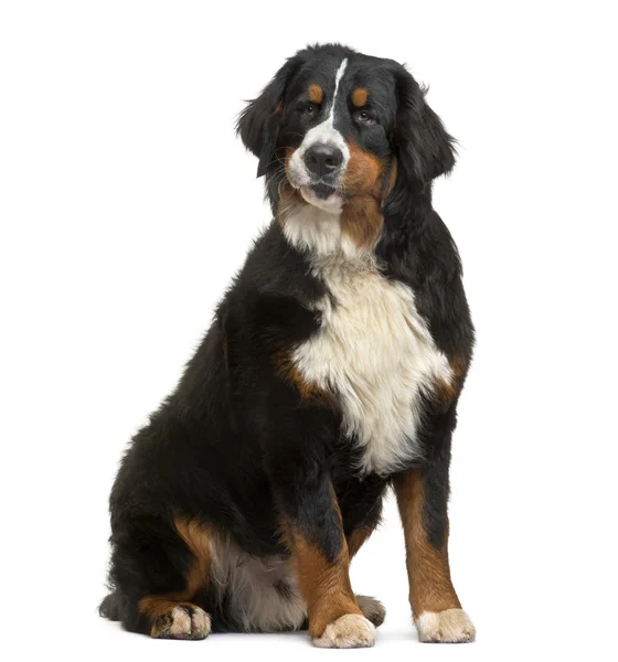 Bernese Mountain Dog sitting, looking away, 8 months old, isolat — Stock Photo, Image