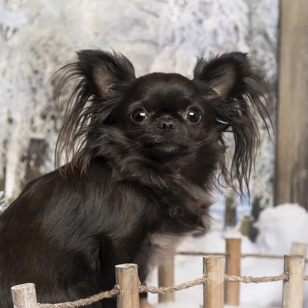 Chihuahua op een brug in een winter landschap, 2 jaar oud — Stockfoto