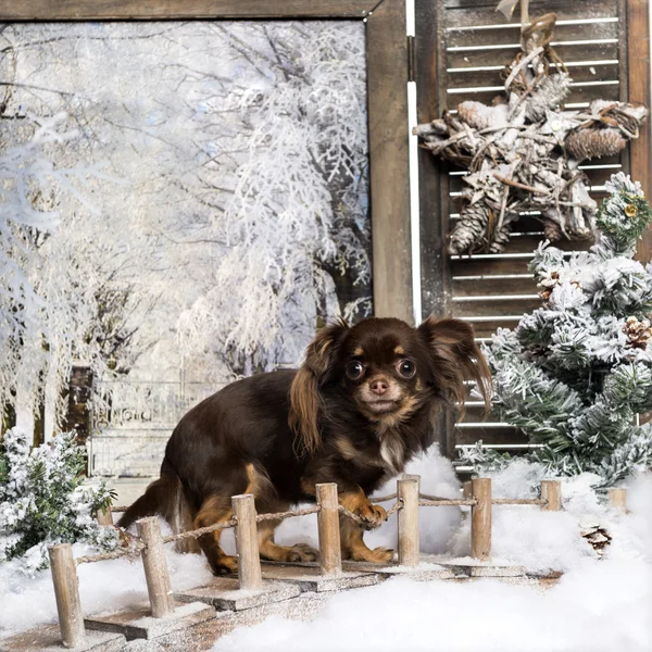 Chihuahua staande op een brug in een winter landschap, angstig, 1,5 — Stockfoto