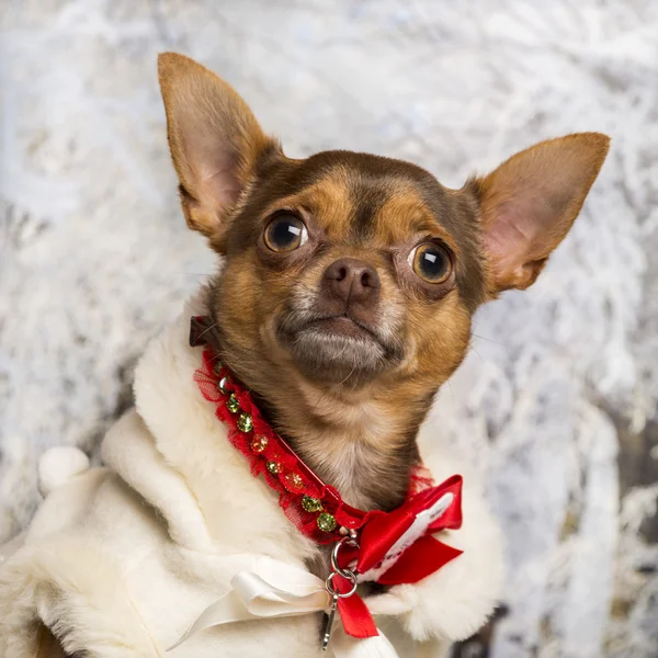 Bliska Chihuahua wystrojony w górze w zimowej scenerii — Zdjęcie stockowe