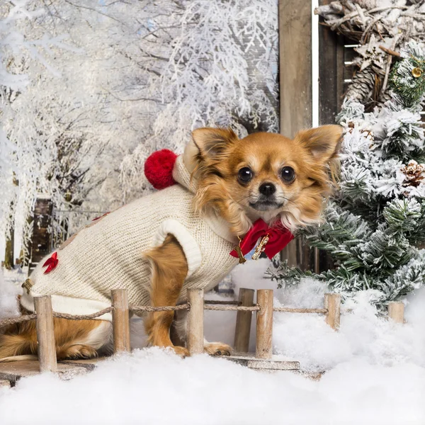 Vestido-up Chihuahua sentado em uma ponte em um cenário de inverno, lo — Fotografia de Stock