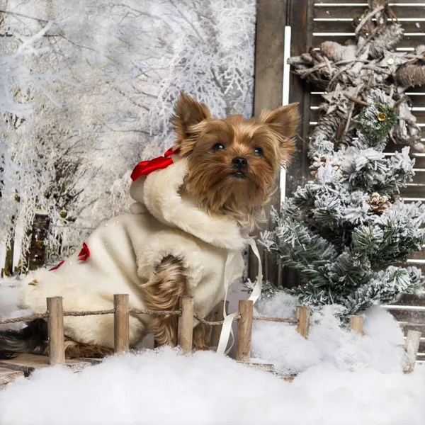 Dressed-up Yorkshire terrier seduto su un ponte, in una sc invernale — Foto Stock