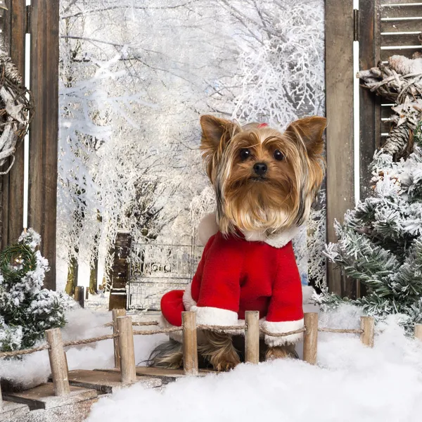 Framifrån av en uppklädda yorkshire terrier i en vinter landskap — Stockfoto