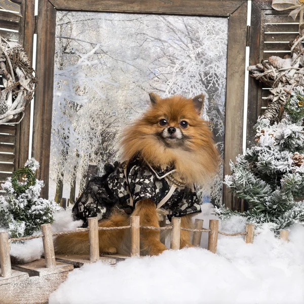 Bridge'de bir kış manzarası oturmuş giyinmiş spitz — Stok fotoğraf
