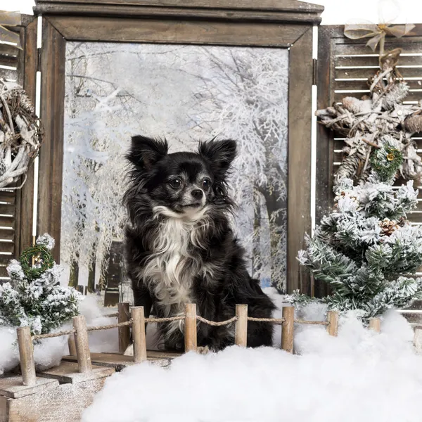 Chihuahua sentado en un puente, en un paisaje invernal —  Fotos de Stock