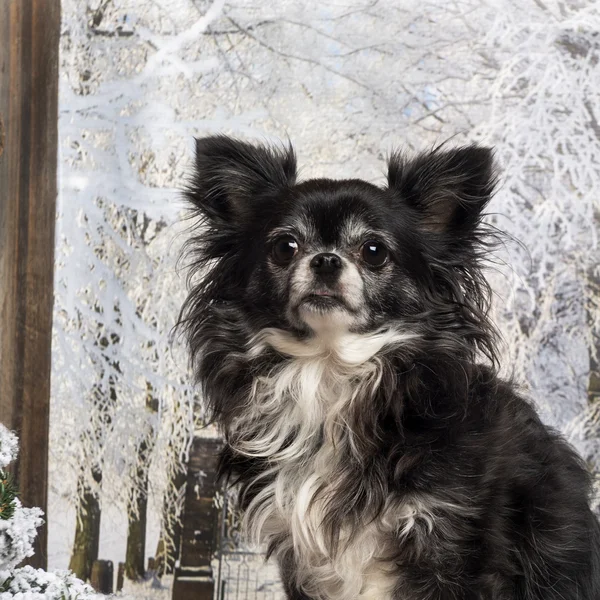 Detail Chihuahua v zimní krajině — Stock fotografie