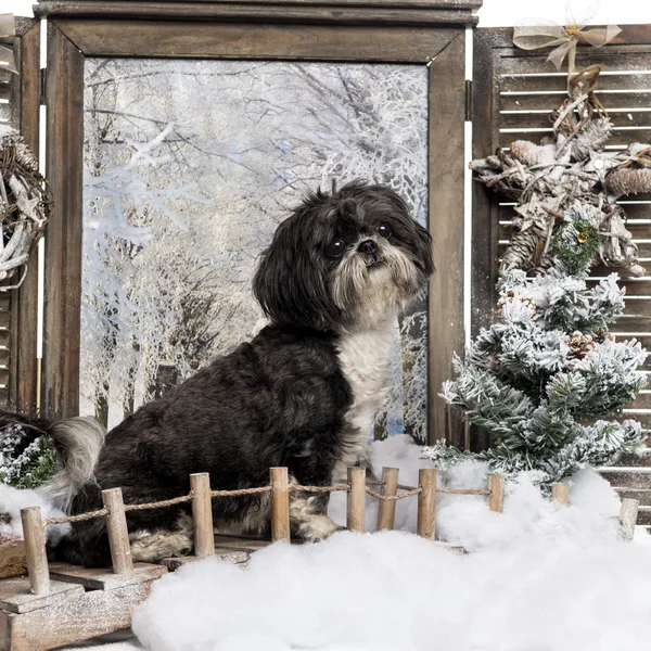 Shi tzu seduto in un paesaggio invernale, isolato su bianco — Foto Stock