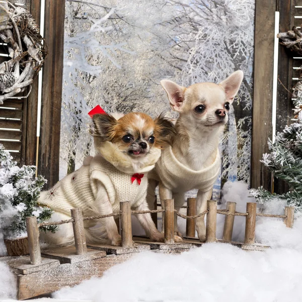 Dois Chihuahuas vestidos em uma ponte, em um cenário de inverno — Fotografia de Stock