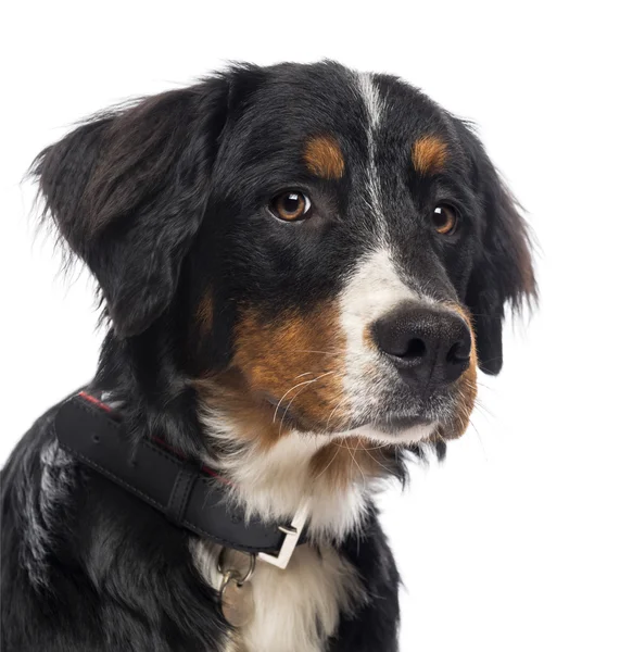 Close-up van een Berner Sennenhond, geïsoleerd op wit — Stockfoto