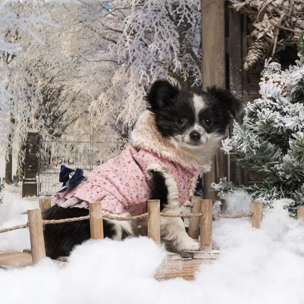 Vestido de cachorro Chihuahua sentado em uma ponte em uma cena de inverno — Fotografia de Stock