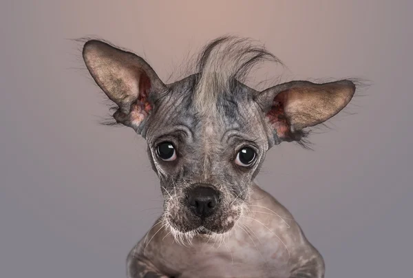 Close-up of a Chinese crested dog puppy looking at the camera, o — Stock Photo, Image