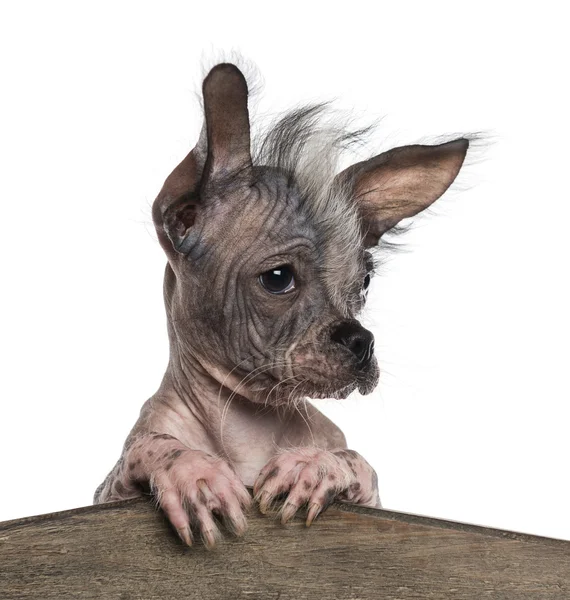 Close-up of a Chinese crested dog leaning on a wooden board, iso — Stock Photo, Image