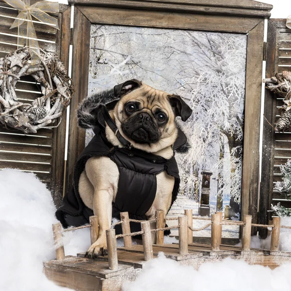 Vestido Pug sentado en el puente en un paisaje de invierno, mirando — Foto de Stock