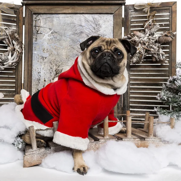 Pug indossa un abito natalizio seduto in uno scenario invernale, 3 anni — Foto Stock