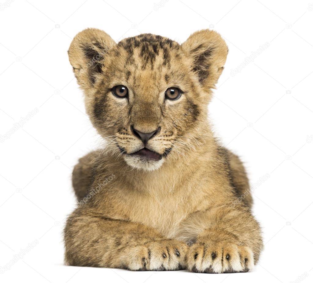 Lion cub lying, looking at the camera, 10 weeks old, isolated on