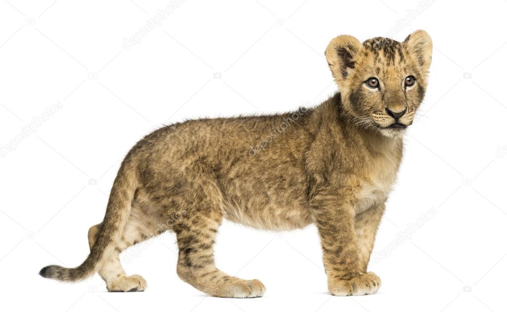 Side view of a Lion cub standing, looking away, 10 weeks old, is
