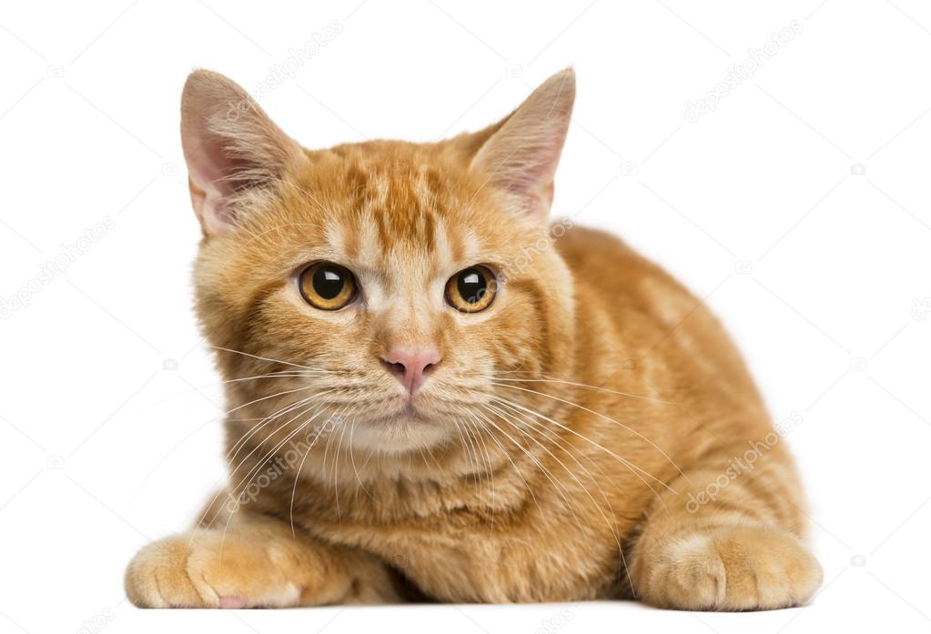 Vue De Face D Un Chat Roux De Race Mixte Regardant Ailleurs 5 Mois Image Libre De Droit Par Lifeonwhite C
