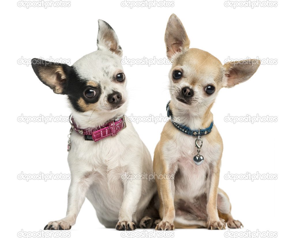 Front view of two Chihuahuas wearing collars, sitting, looking a