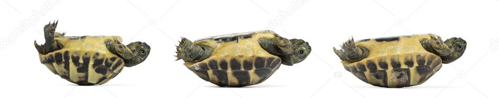 Side view of three baby Hermann's tortoise lying on their back, 