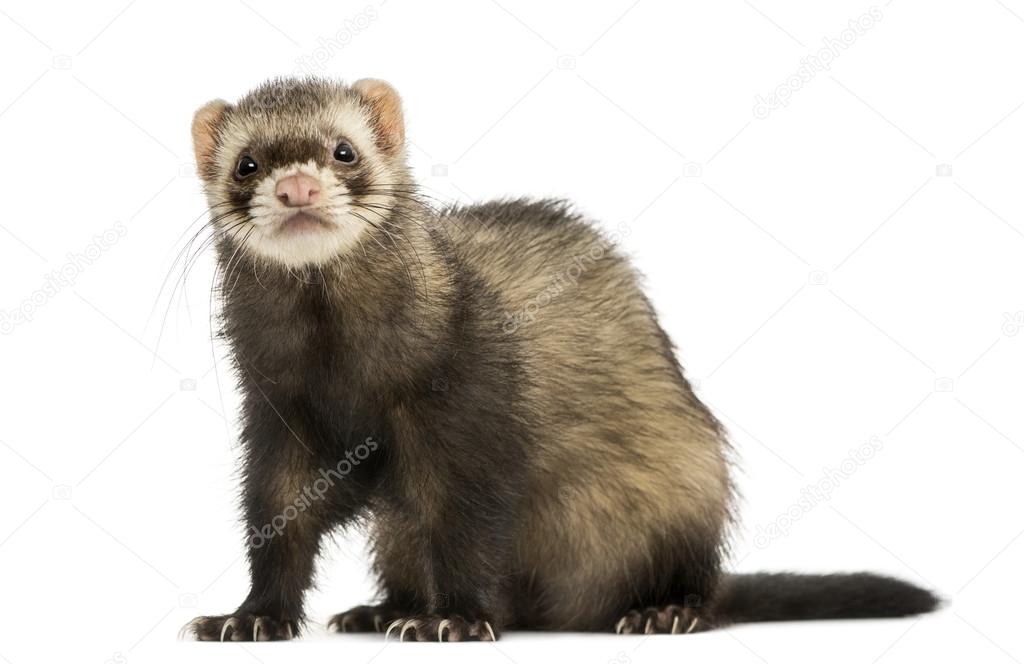 Ferret sitting, looking at the camera, isolated on white