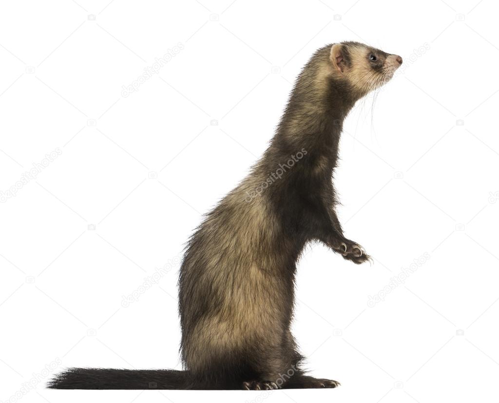 Side view of a Ferret standing on hind legs, isolated on white