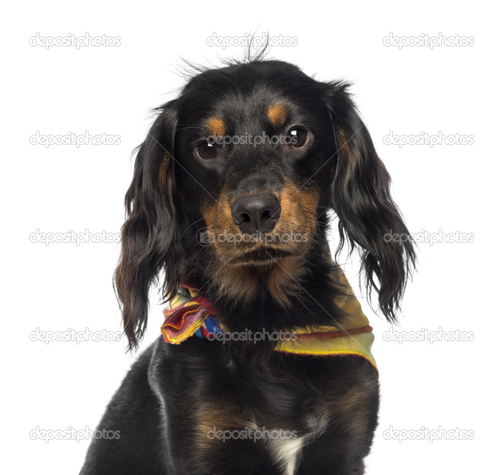 Close-up of a Crossbreed dog wearing a bandana, looking at the c