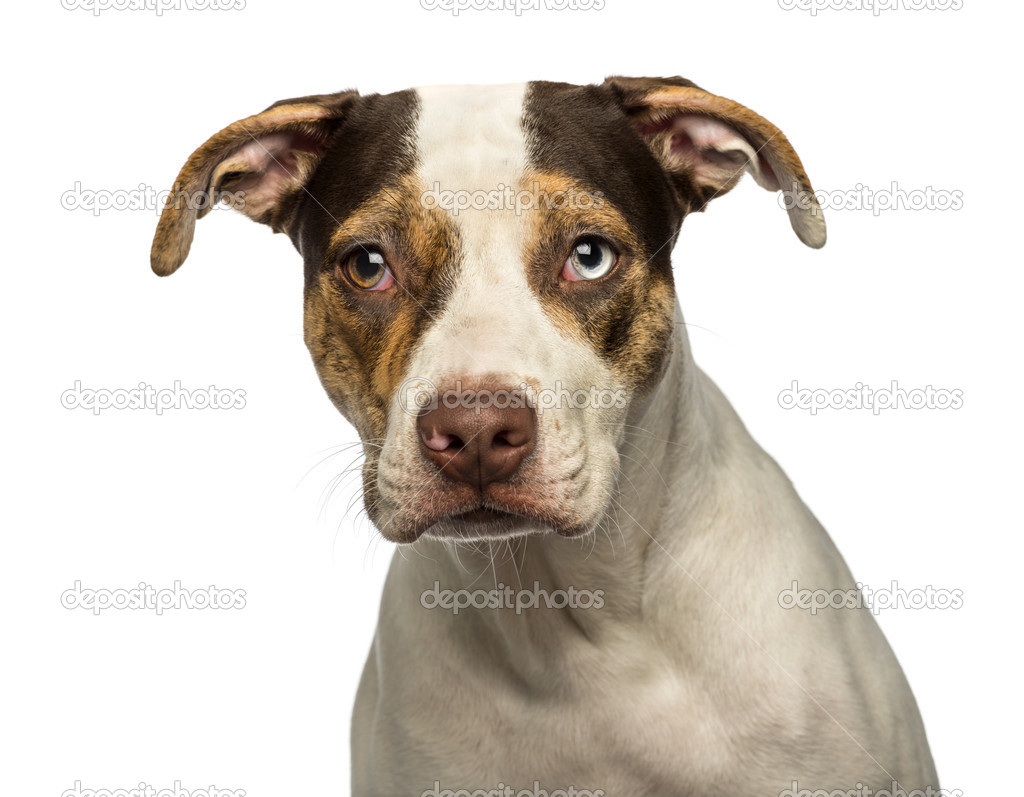 How Do You Know If Your Dog Is Cross Eyed