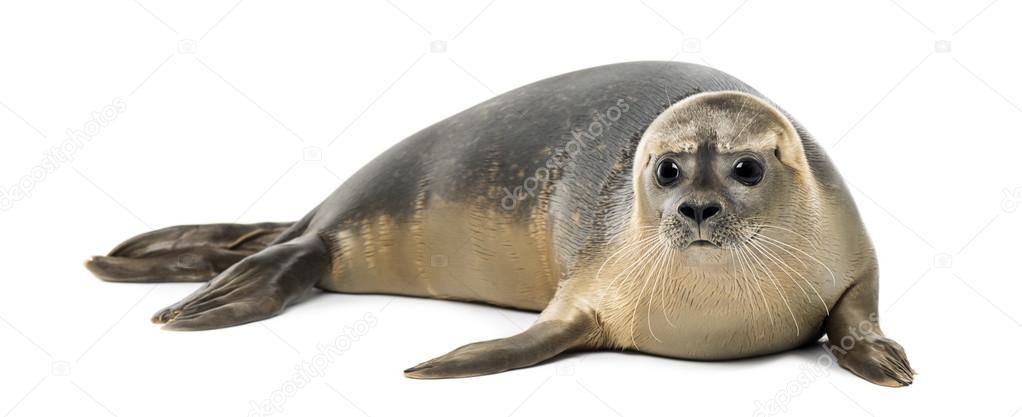Common seal lying, Phoca vitulina, 8 months old, isolated on whi