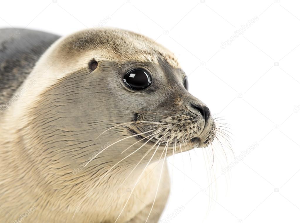 Close-up of a Common seal, Phoca vitulina, 8 months old, isolate