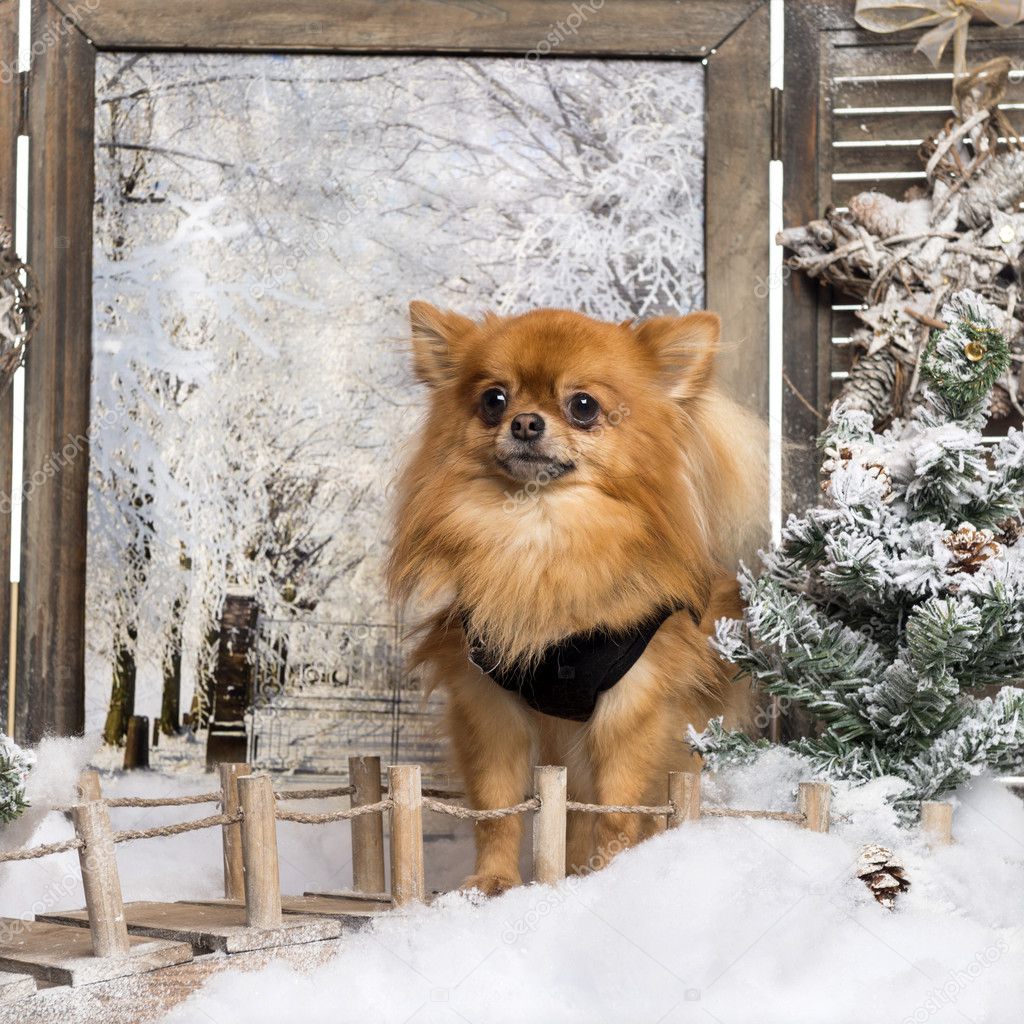 Dressed- up Chihuahua standing on a bridge, in a winter scenery